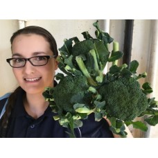 SPRAY FREE BROCCOLI  3 For $4.00 Katikati Grown